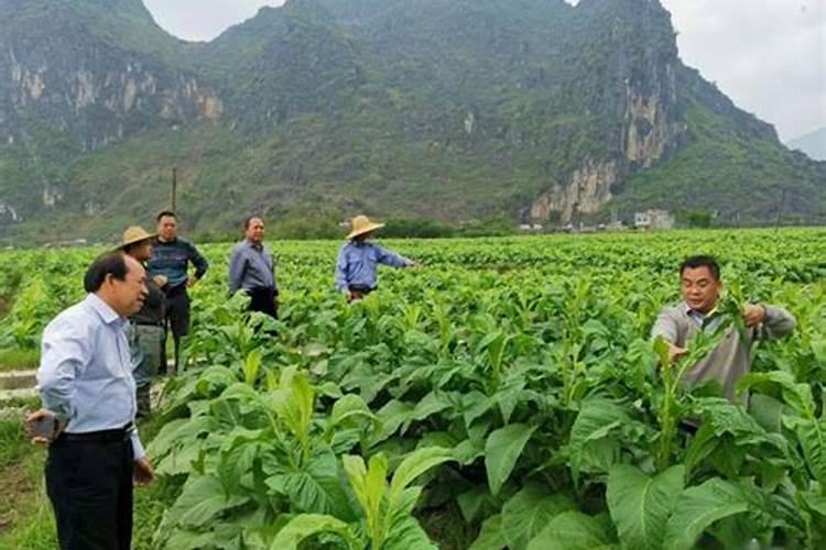 茶叶施肥用尿素行不行 什么时间施肥好
