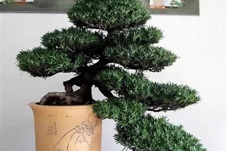 大蒜用什么肥料追肥好