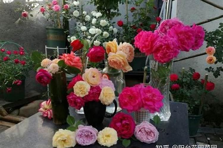 太阳花夏季如何施肥花开满枝头