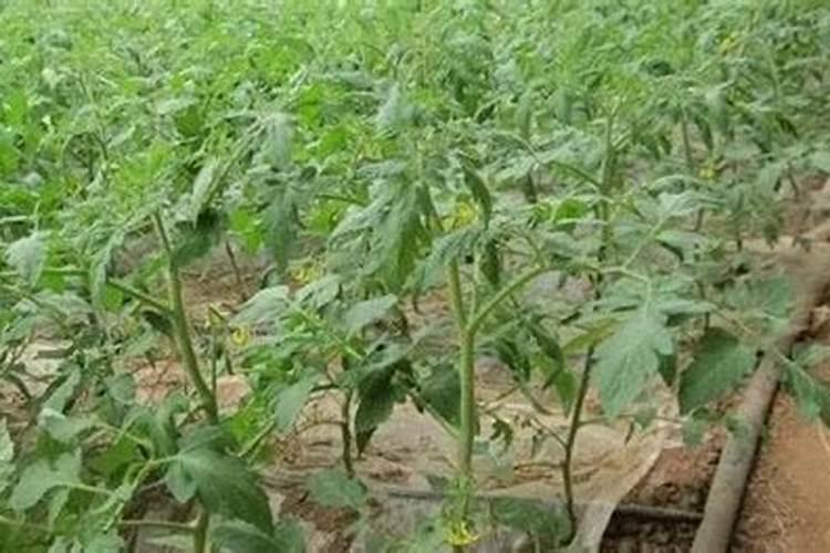 土壤磷含量超标 西红柿为何还缺磷