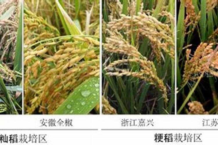 桥粳819栽培技术要点