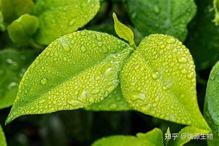 多肉叶插发芽后怎么养