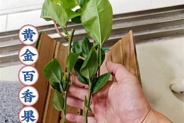 叶面肥好还是化学肥料好？