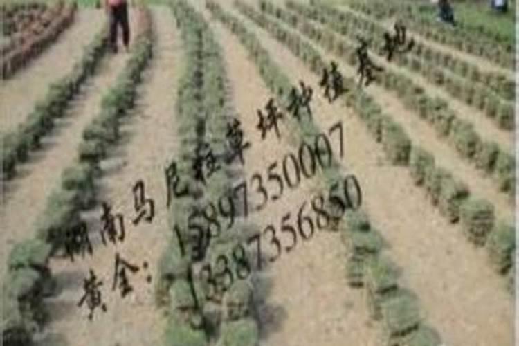 草坪正确施肥方法