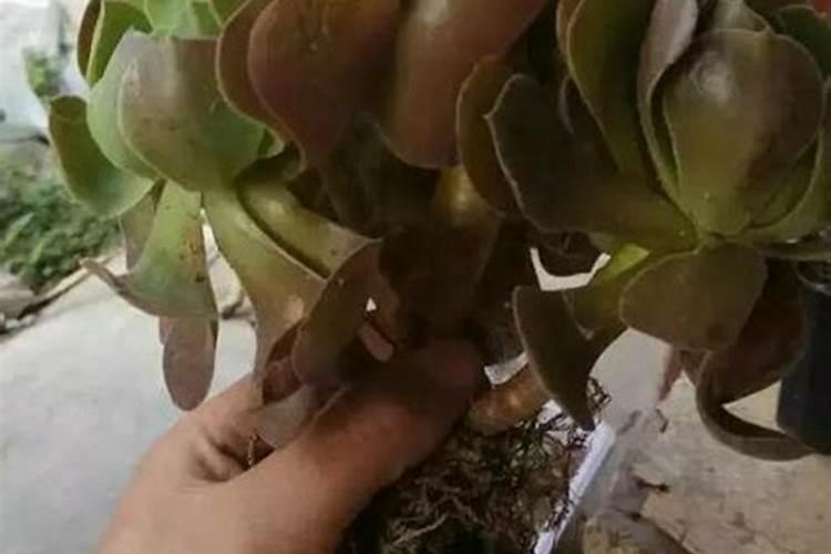 老鸦柿的养殖方法