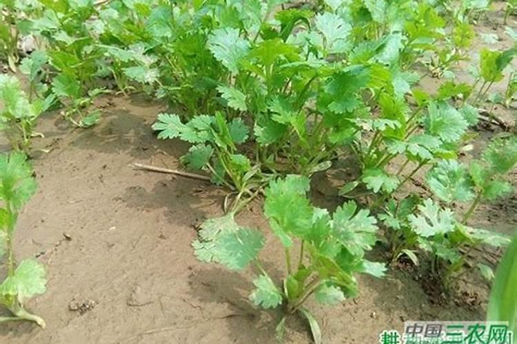 香菜怎么施肥,香菜施肥的方法
