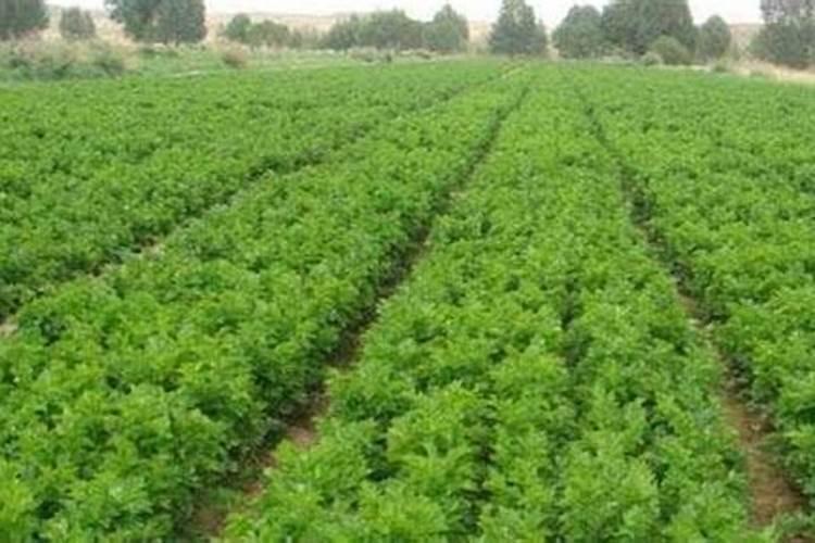夏季香菜高产养殖方法