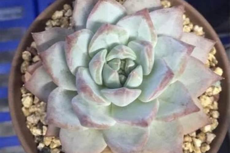 自己种的葱拿什么施肥 施什么肥长的又快又好