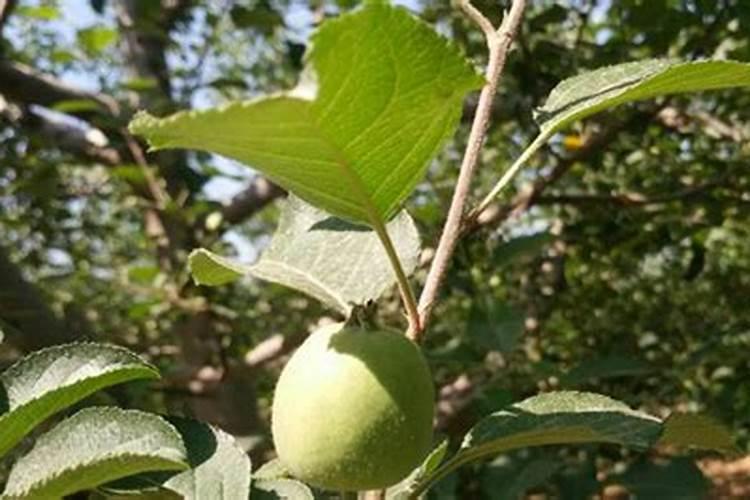 果树结果期施什么肥果树结果期施哪些肥