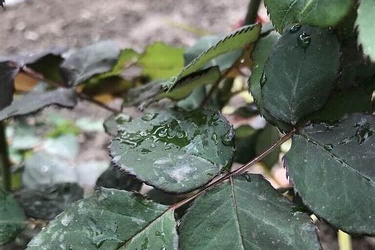 玫瑰施肥方法,用什么肥好