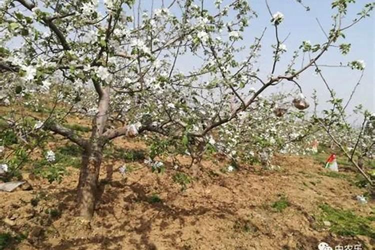 苹果树什么时候施肥效果好