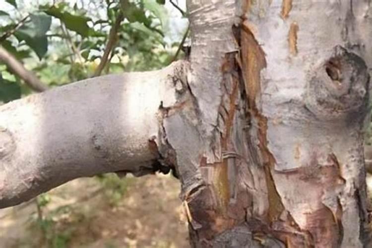 苹果树什么时候用水溶肥,怎么用最好