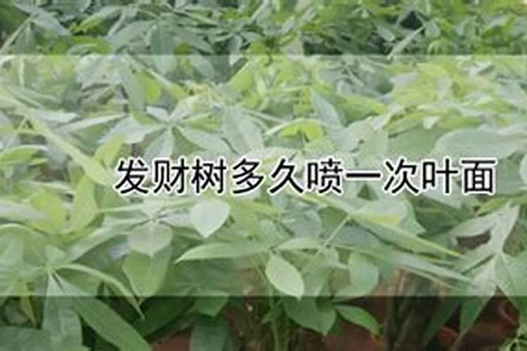 发财树多久喷一次叶面