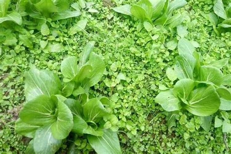 兰花用哪种肥料好？