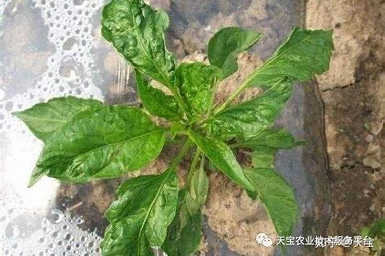 今天菜市场买了点青瓜,那个皮吃起来又麻又苦,会不会有毒啊？