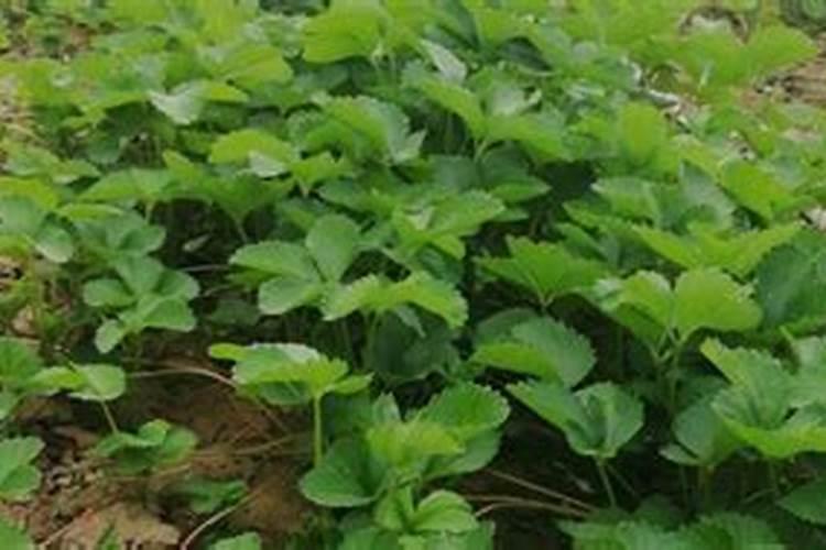 果树什么时候施肥最好 果树何时施肥最好