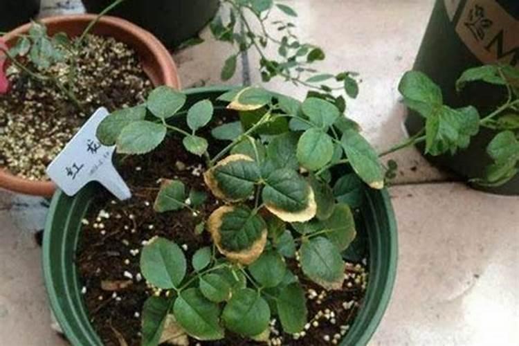 月季肥伤多久好