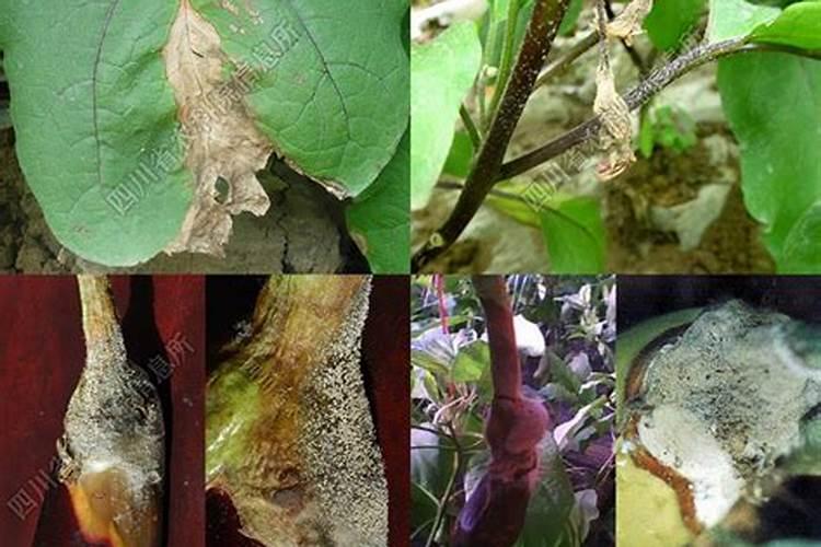 化肥中微量元素是如何界定的？包括哪些元素？