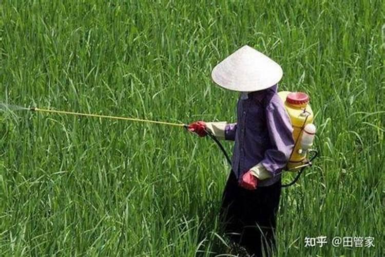 蔬菜种植的计划方案3篇