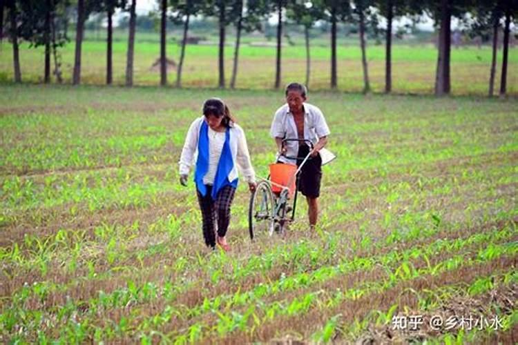 玉米尿素追肥使用方法