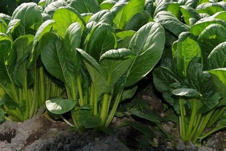 植物施钾肥应间隔多久 植物施钾肥的最佳时间间隔是多久？