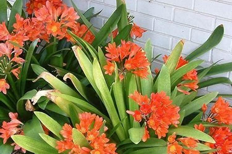 4种常见花卉施肥方法;适合各种花卉的肥料