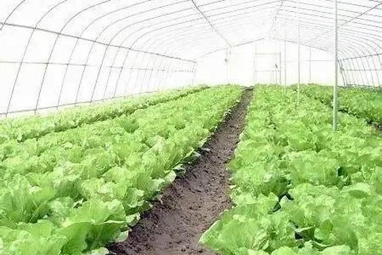 高氮肥料有哪些