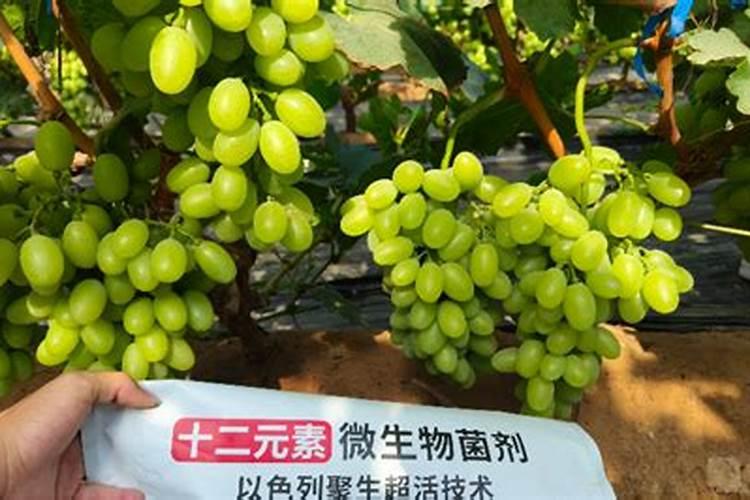种植葡萄需注意,肥料/？