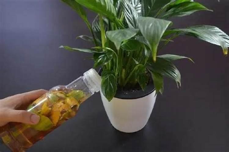 桔子皮可以做养花的肥料吗
