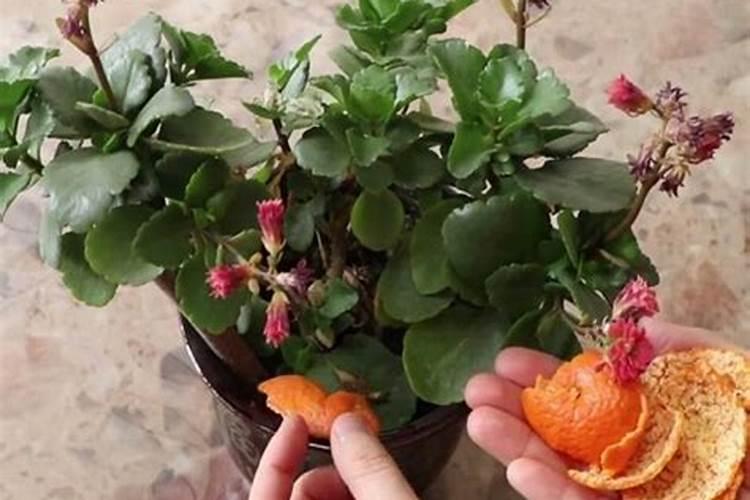 桔子皮能放花盆里做肥料吗