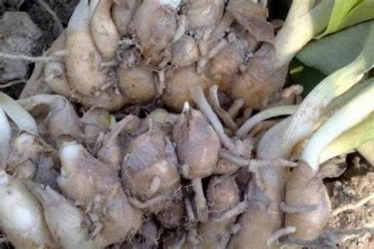 棉花怎么使用叶面肥 棉花施肥方法介绍