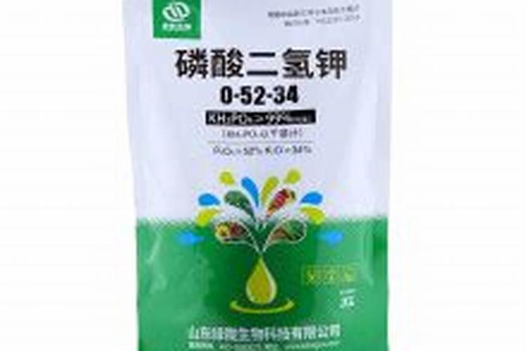 月季花施肥需要注意什么