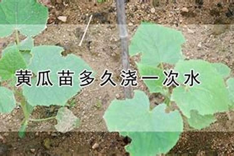 黄瓜用什么肥料能增产