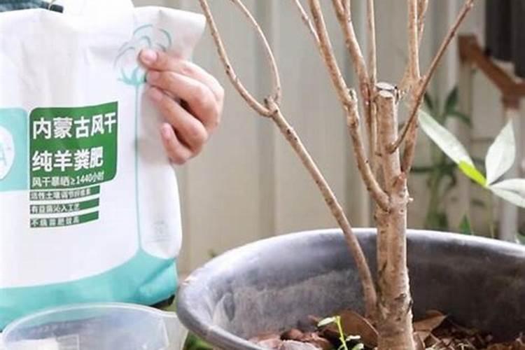 桂花用什么肥料最好最旺养好(地栽桂花树施肥要点)