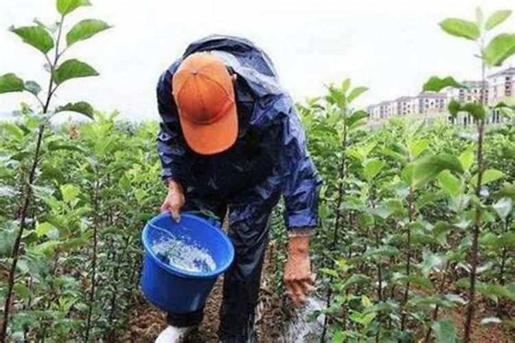 兰花如何用硼肥