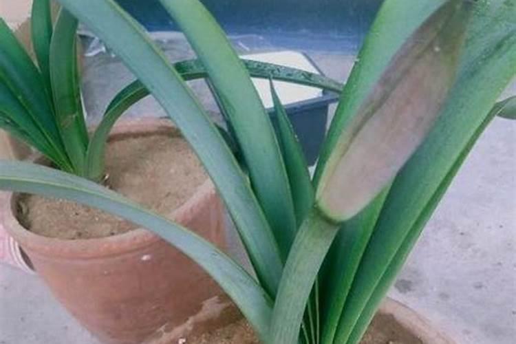 朱顶红施什么肥最好