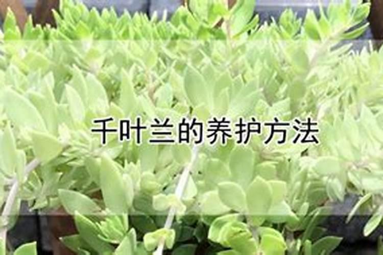 棉花的根腐病应该怎样防治？