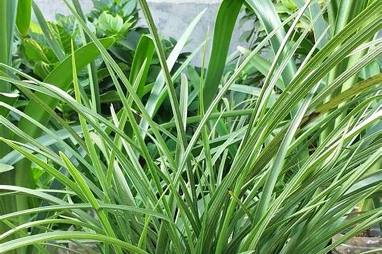 兰花不开花用什么肥料