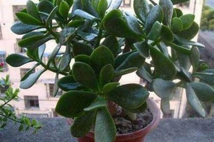 百香果苗结果慢怎么补救