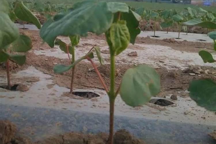 棉花头水滴什么肥料