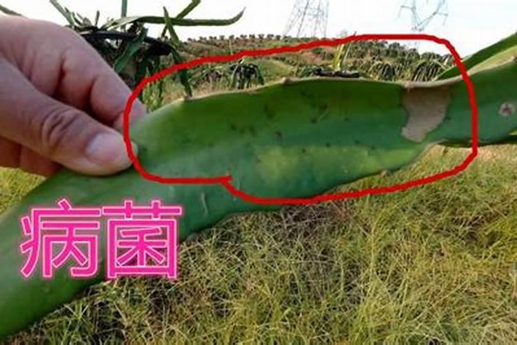绿豆开花时能喷叶面肥