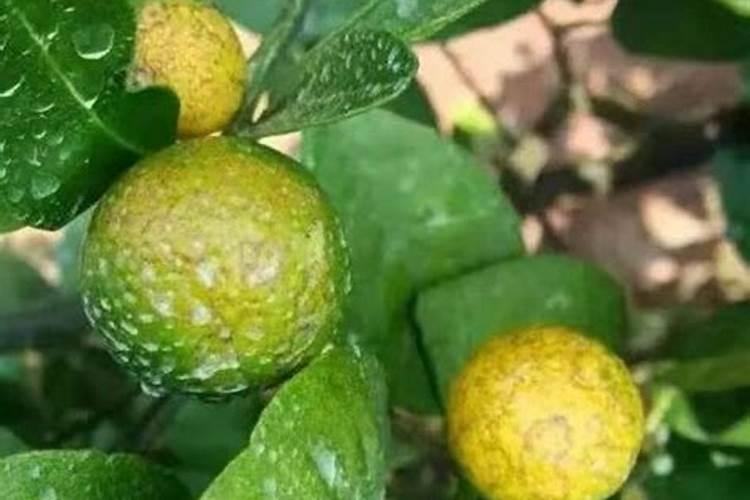 钙对柑橘是很重要的,种植柑橘时怎样补钙最有效果？