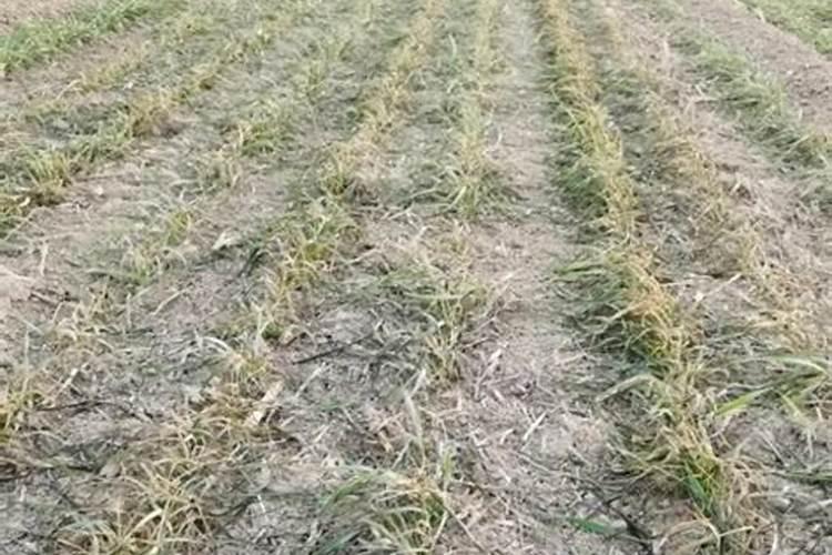 冬小麦浇完冻水后出现冻死的现象用什么方法可补救？