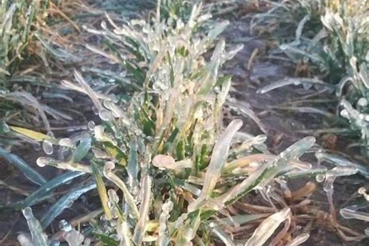 小麦冬季喷叶面肥有哪些好处,出苗需要多少积温