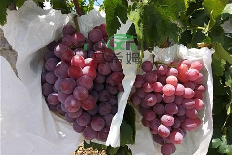 枯树叶怎样发酵成肥料？