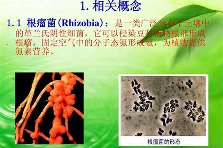 什么植物有固氮菌