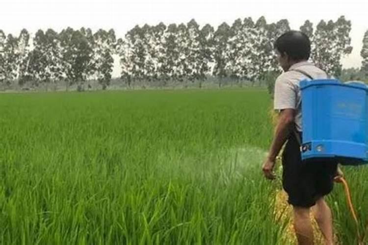油菜移栽后什么时候施第一次肥