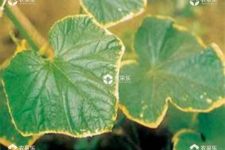 黄瓜氮肥过多什么症状