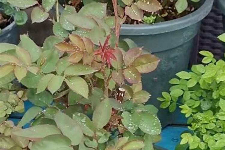怎样给月季花上花肥