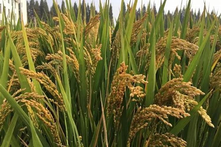 玉米用纯硫基肥好还是硫酸钾复合肥比较好？